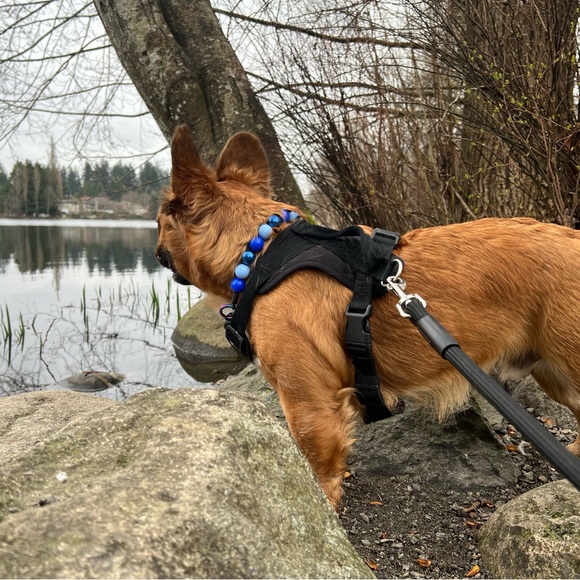 Handcrafted Beaded Dog Collar - Skye - Blue Beaded Acrylic Beads - Picture 4 of 13